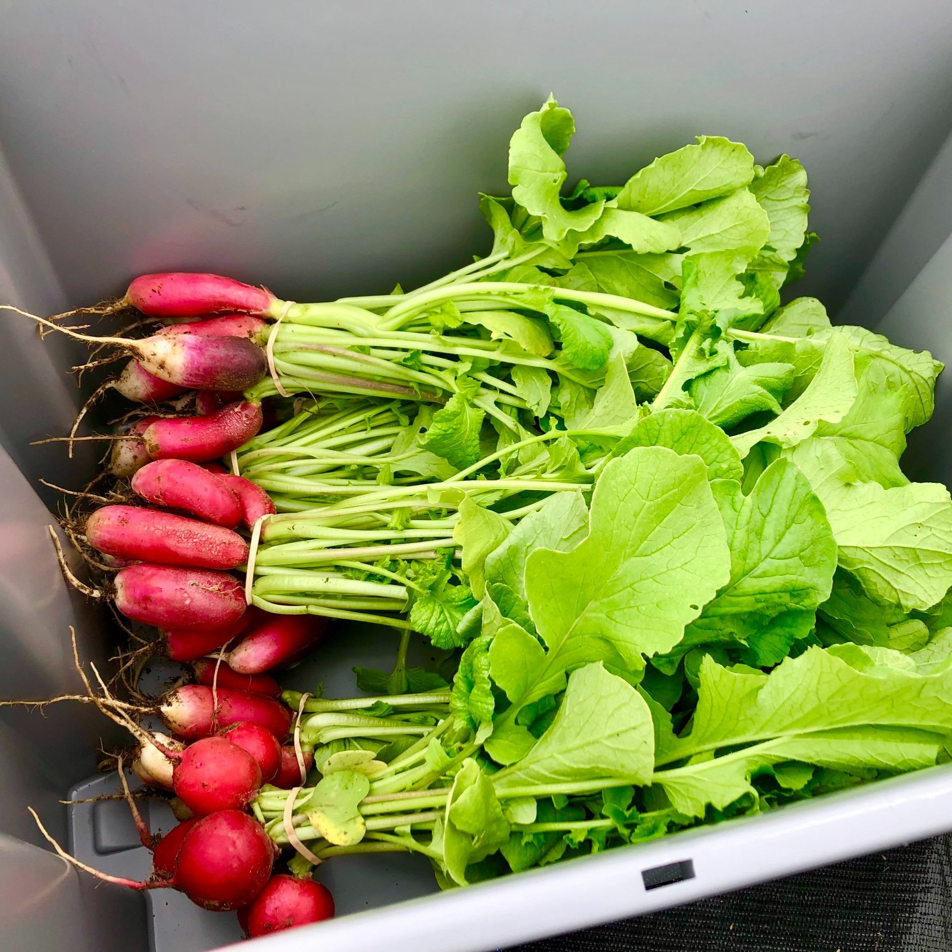 WildSide_Farm_-_IMG_7196.jpg