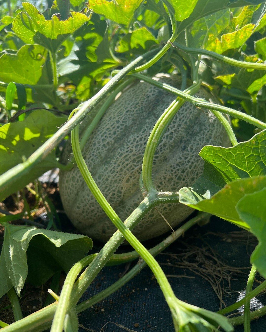 Sweet, Juicy Cantaloupe = Summer Star!
Our gardens continue to expand with the flavors of Summer to round out your plates! And good news! Our store is officially open for the week!
https://app.barn2door.com/e/90Axw/all
P.S. This will be our last w