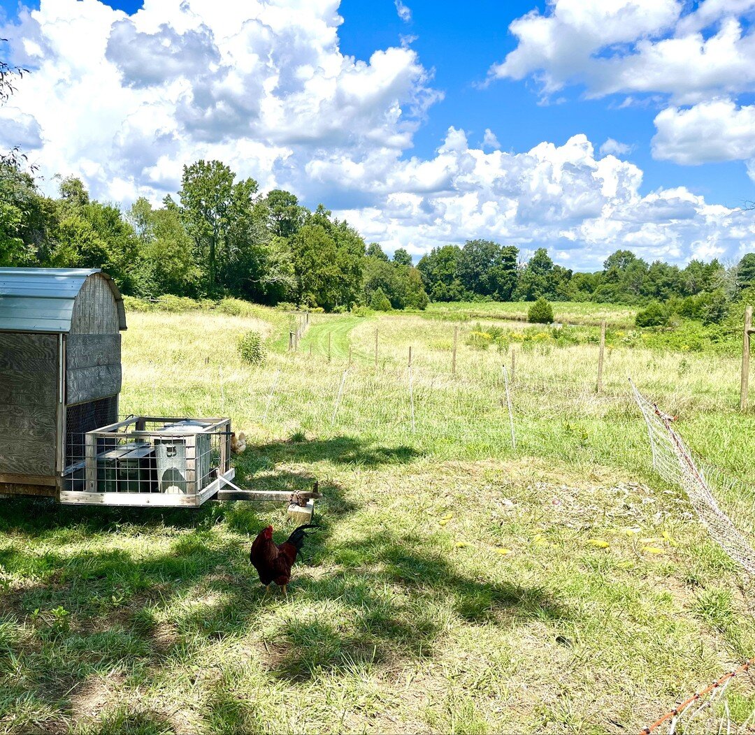 Notes from WildSide's Resident Rooster:
It's hot!!! But these Summer-blue skies filled with thick, fluffy clouds are worth the sweat (in actuality, chickens can't sweat 😅)... Nonetheless, we suggest carving out daily time to find a shady spot with