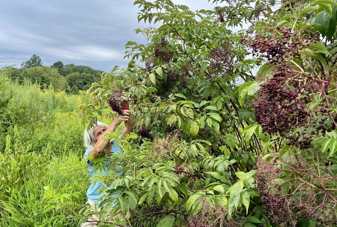 Walt & Deb harvested ELDERBERRY from the wildside of the farm!
This amazing superfood will be transformed into a highly supportive syrup that has been shown to be powerful in combating colds and the flu! Check out Dr Low Dog's page to learn mor