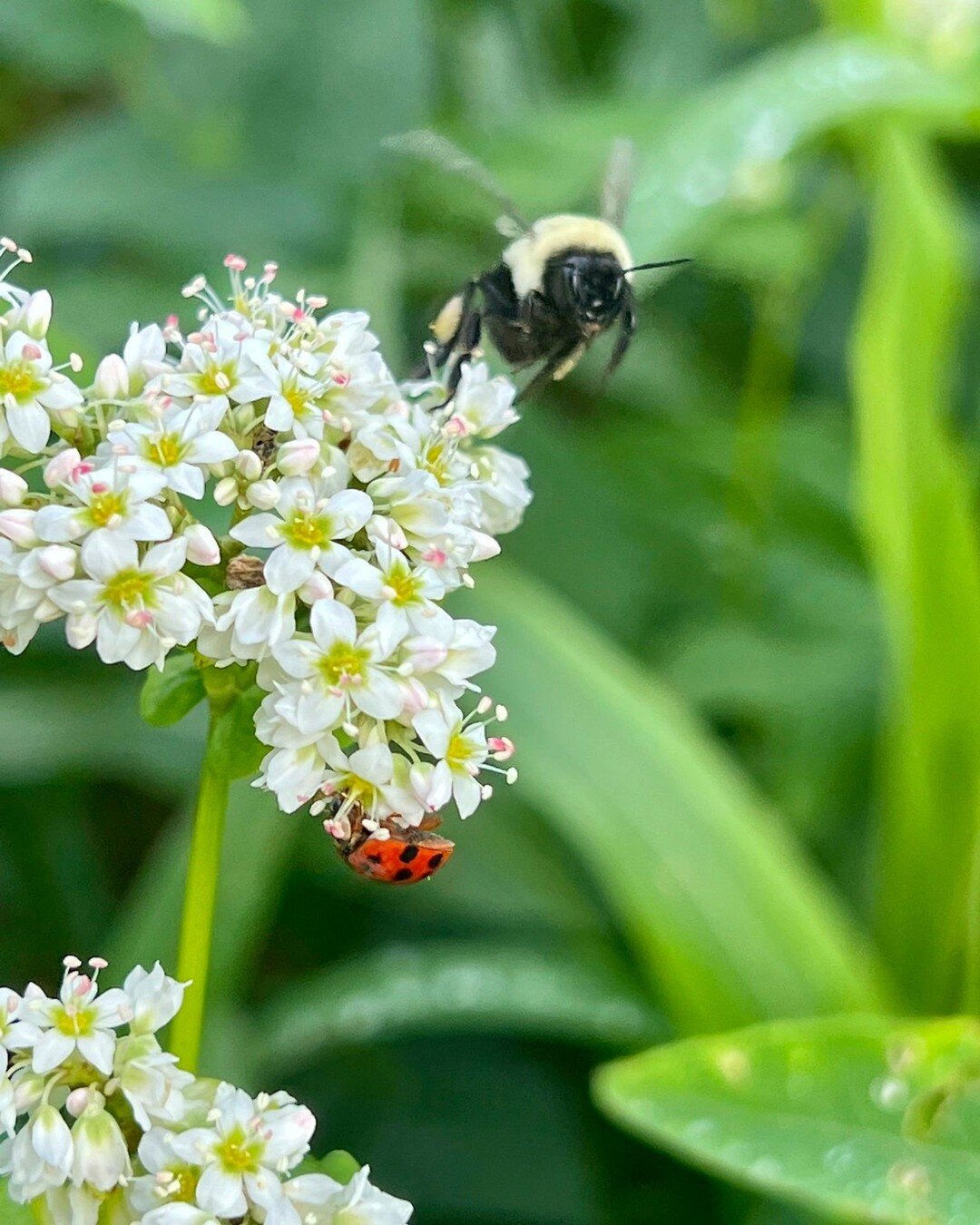 WildSide LOVES finding ways to keep the circle of giving turning.
Beneficial insects like bumble bees and ladybugs do wonders for the health of our gardens, so luckily we are able to boost their habitat by providing cover crops! In addition to prov