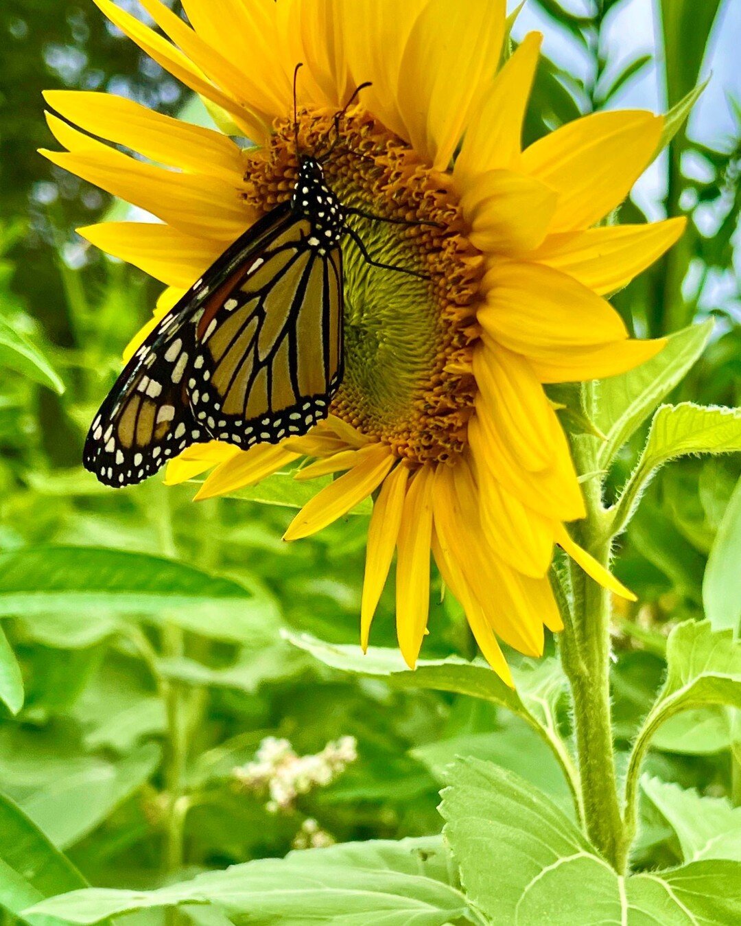 Beauty & Purpose!
As if our list of cover crop benefits wasn't long enough before, check out what's happening out in the bed today! The sunflowers have bloomed AND are creating a welcoming landing for monarch butterflies 🌻🦋