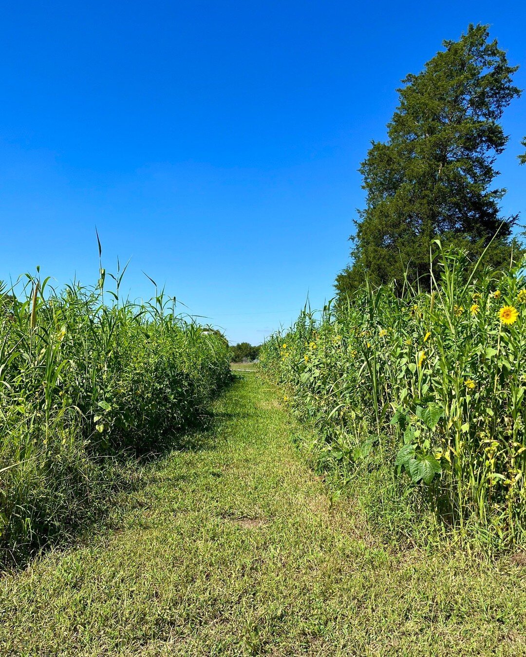 Peekaboo Sunflowers! We see you!
Know what you will find at the end of this irresistible path through our cover crop filled beds on Saturday?!
OUR SECOND POP-UP MARKET!
Please join us Saturday, September 3rd from 9am - 11am at the farm. No need