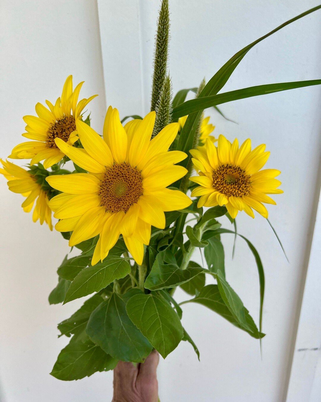 WE ARE DANCING!
It's Friday. It's a beautiful day. It's Pop Up Market time!
Join us tomorrow morning (Saturday, September 3rd) from 9am - 11am at the farm. We have a delicious list of offerings ready for you! Plus, look at those cover crop bouque