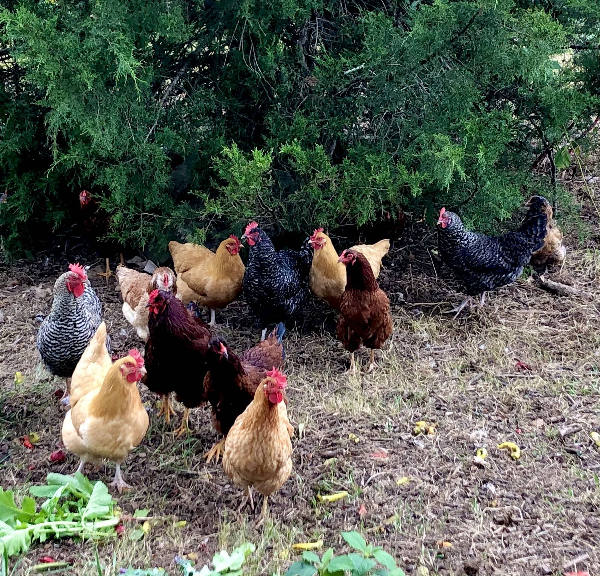 WildSide_Farm_-_IMG_7197.jpg