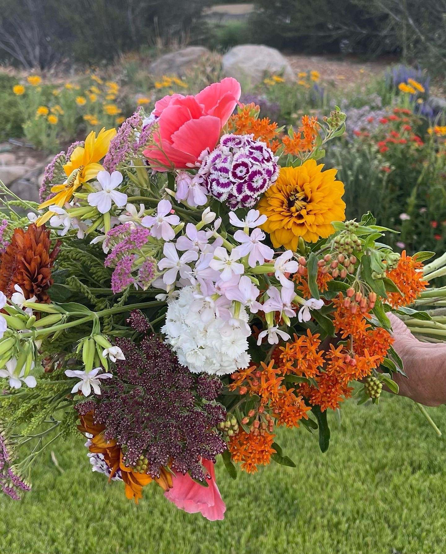 Calendula — Sierra Flower Farm