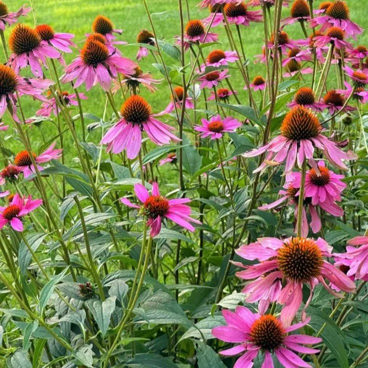 Best pollinators for containers