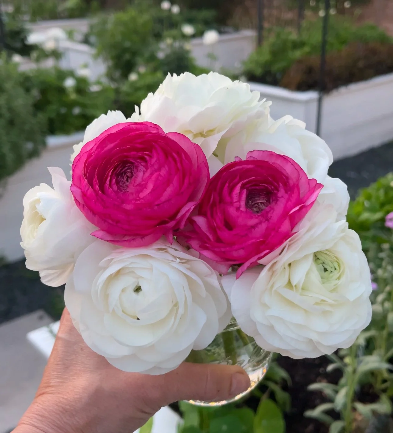 Ready for ranunculus and anemone?