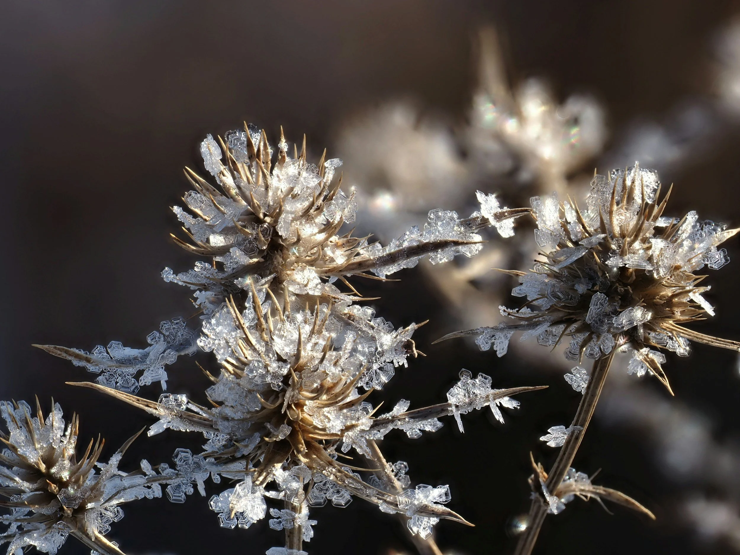 What to do in your garden after a freeze