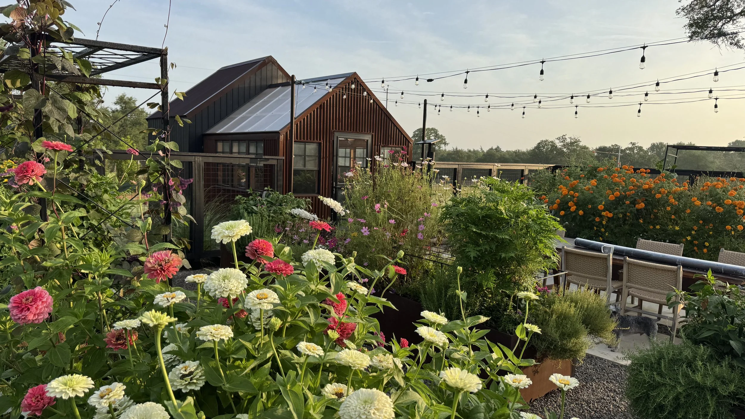 Tale of Two Gardens: When a Freeze Becomes a Fresh Start