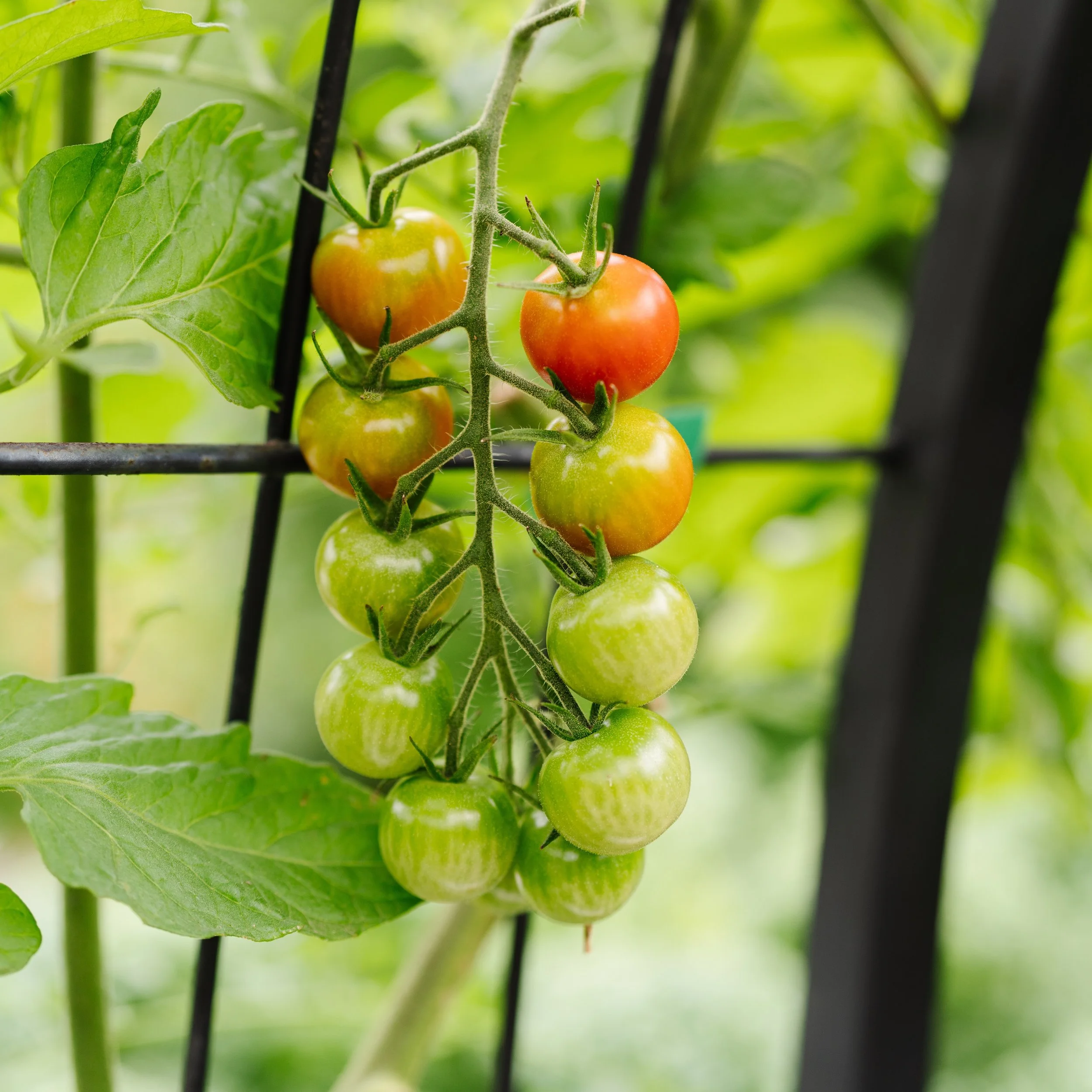 Which tomatoes should you choose?