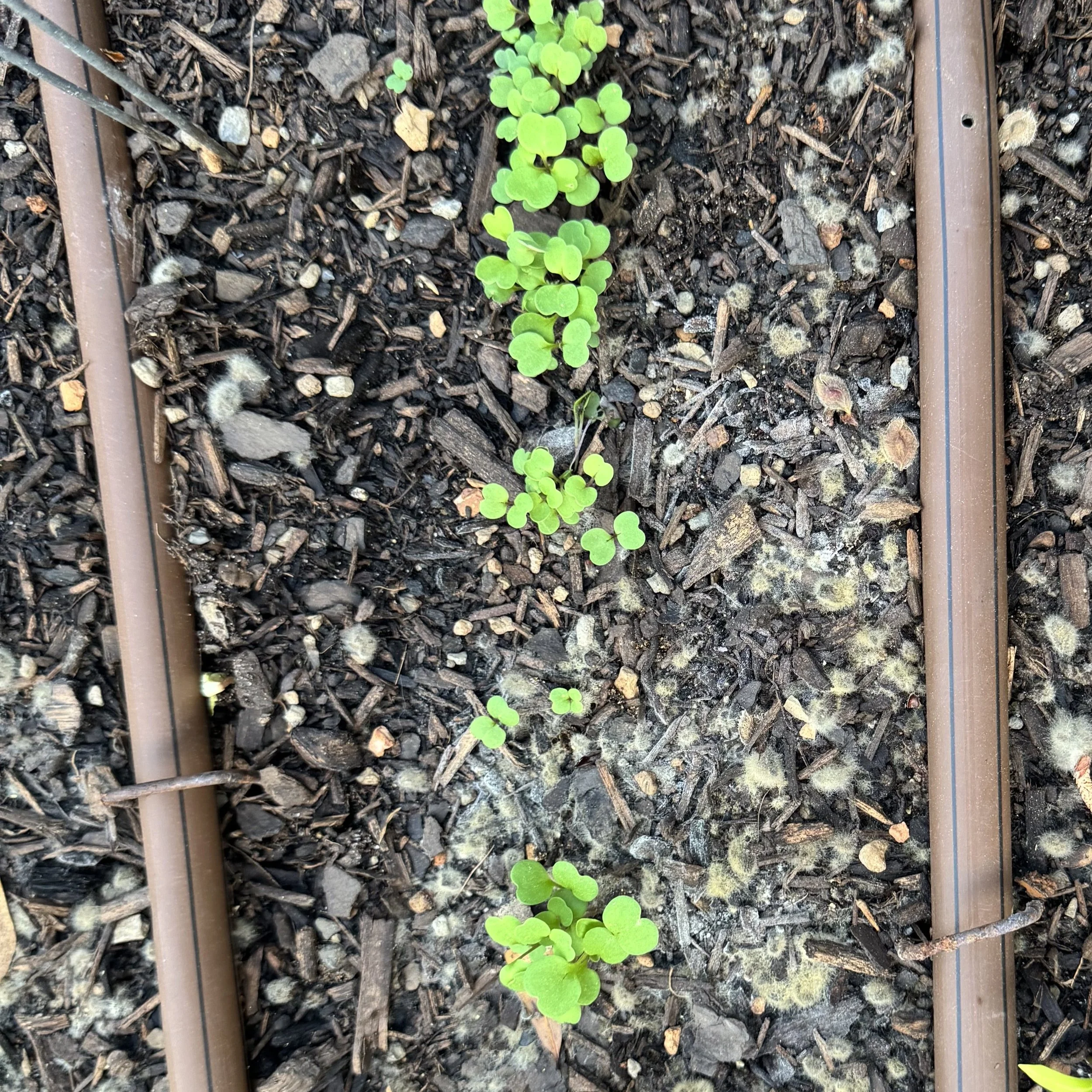 What’s that moldy stuff?