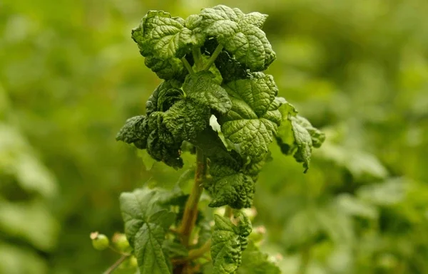 Pest Pressure: Leaf-lovers