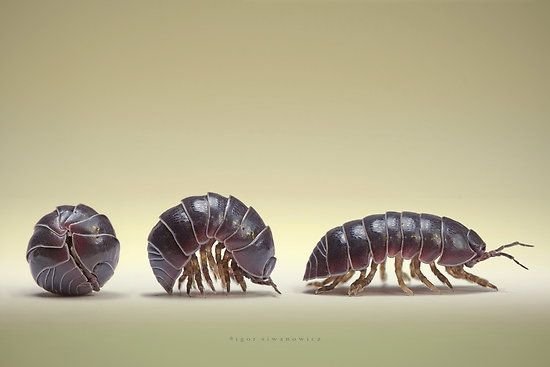 Pest Pressure: Soil-dwellers