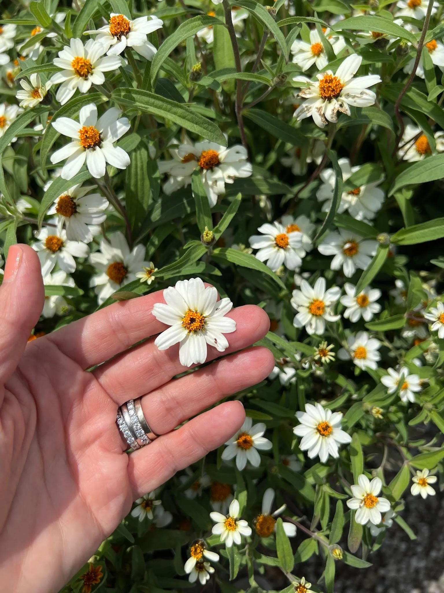 The Unexpected Favorite