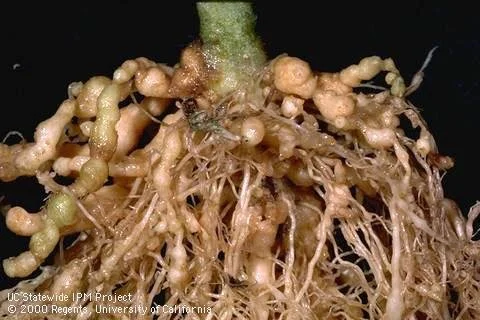 Root-Knot Nematodes: Every Warm-Weather Gardener's Headache