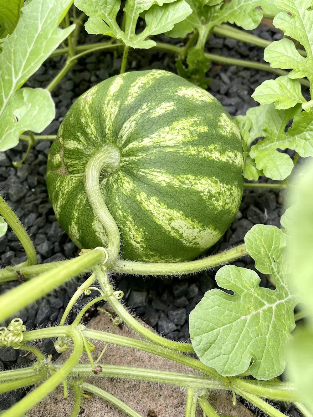 Garden-Girls-Texas-Spring-Fall-Gallery-Squash.jpg