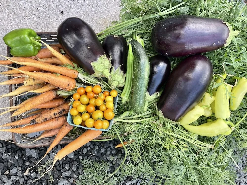 Garden-Girls-Texas-Spring-Fall-Gallery-Yellow-Tomatoes-Eggplant.jpg