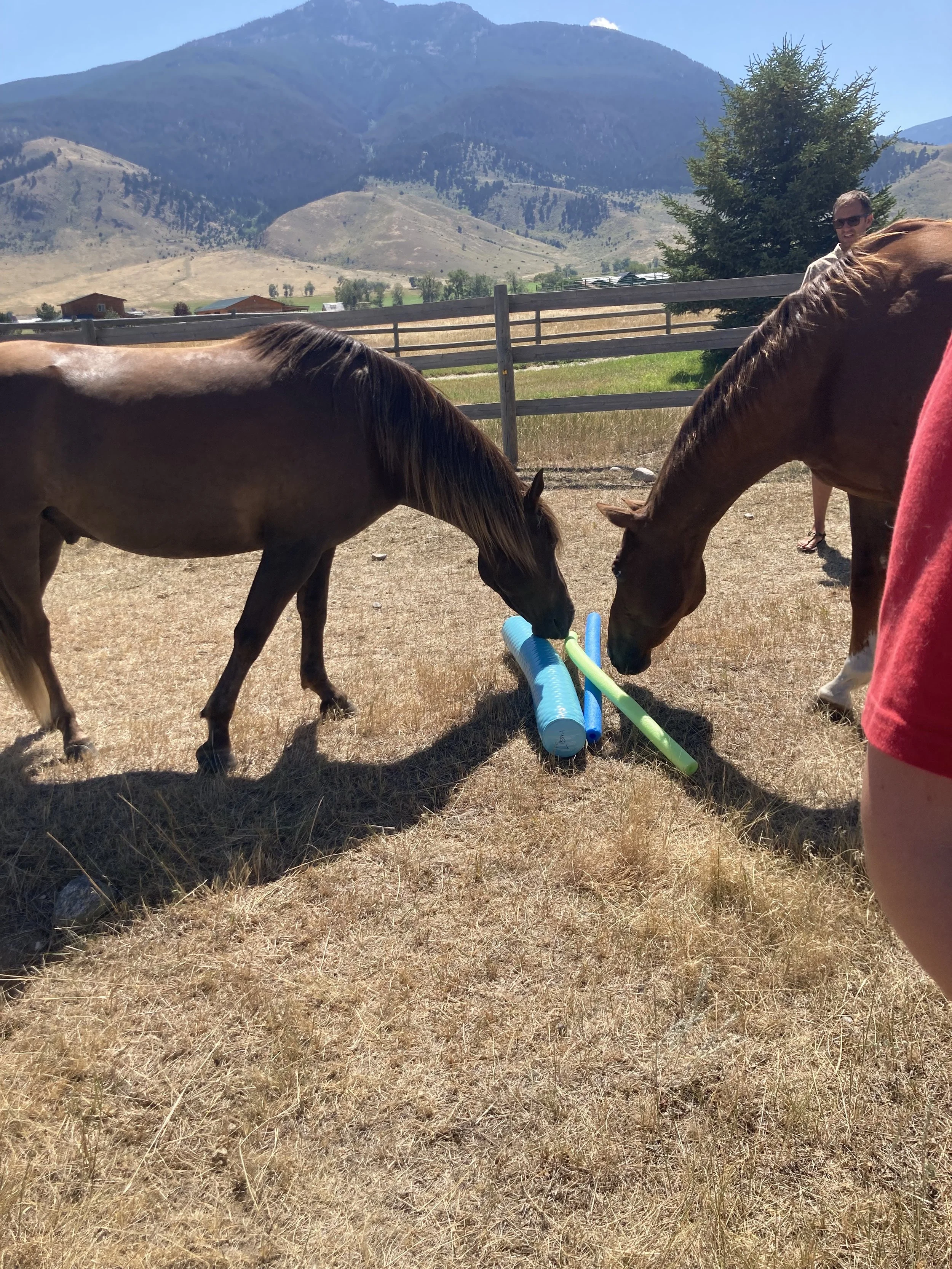 Equine Assisted Therapy Livingston MT