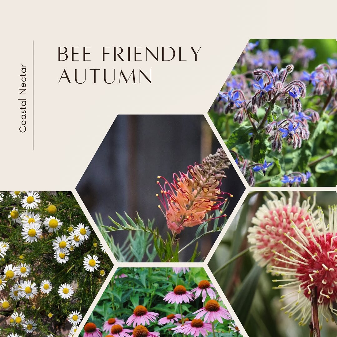 Bee Friendly Autumn 🌿

Here are our recommendations for planting a bee friendly pollinator garden this Autumn. 

🌱Coastal Daisy (native) 
🌱Echinacea / Cone Flower
🌱Hakea Pincushion (native)
🌱Grevillea (native)
🌱Borage 

Planting these flowers a