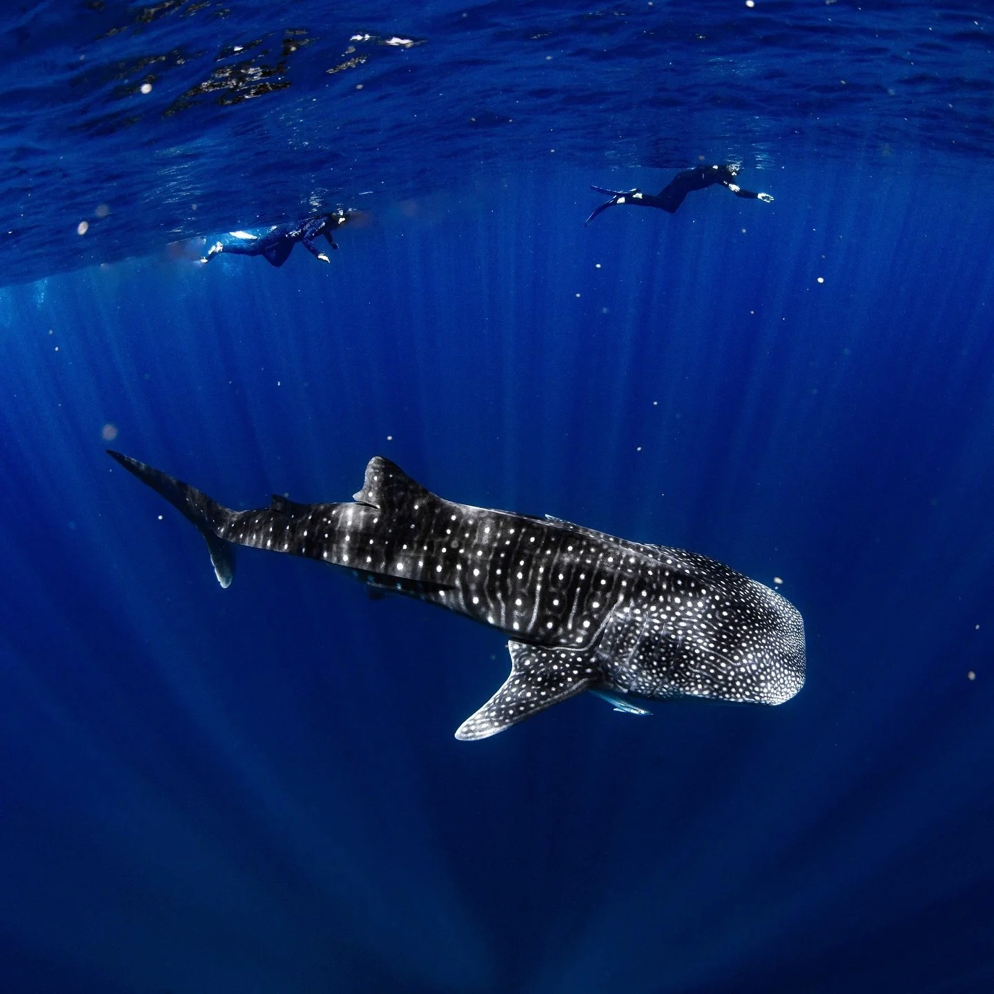 Whale of a time 🐳

It&rsquo;s been a dream for a long time to see the marine life and vibrant colours of Ningaloo Reef. One of the inspirations for the bee tour was the opportunity to work and base in the little town of Exmouth, WA. Home to migratin