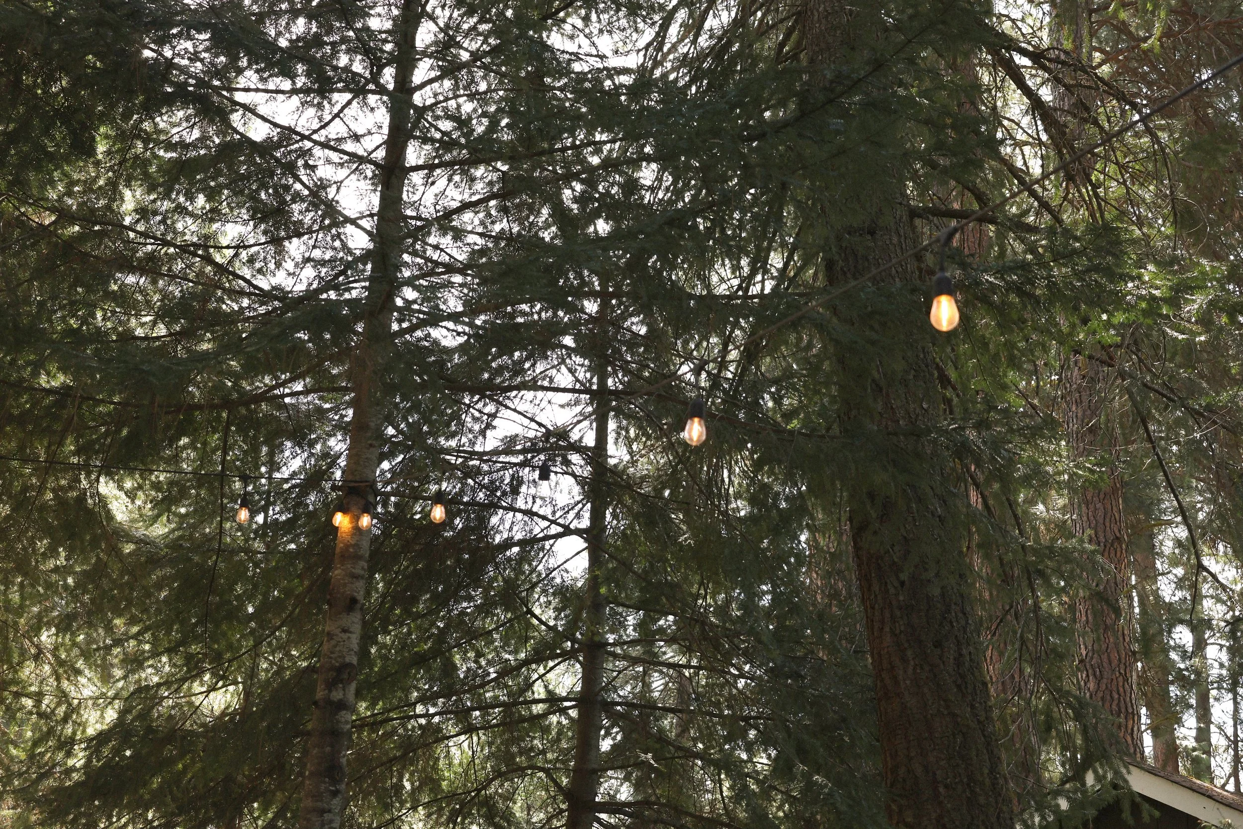 Tree Bear Paw Camp