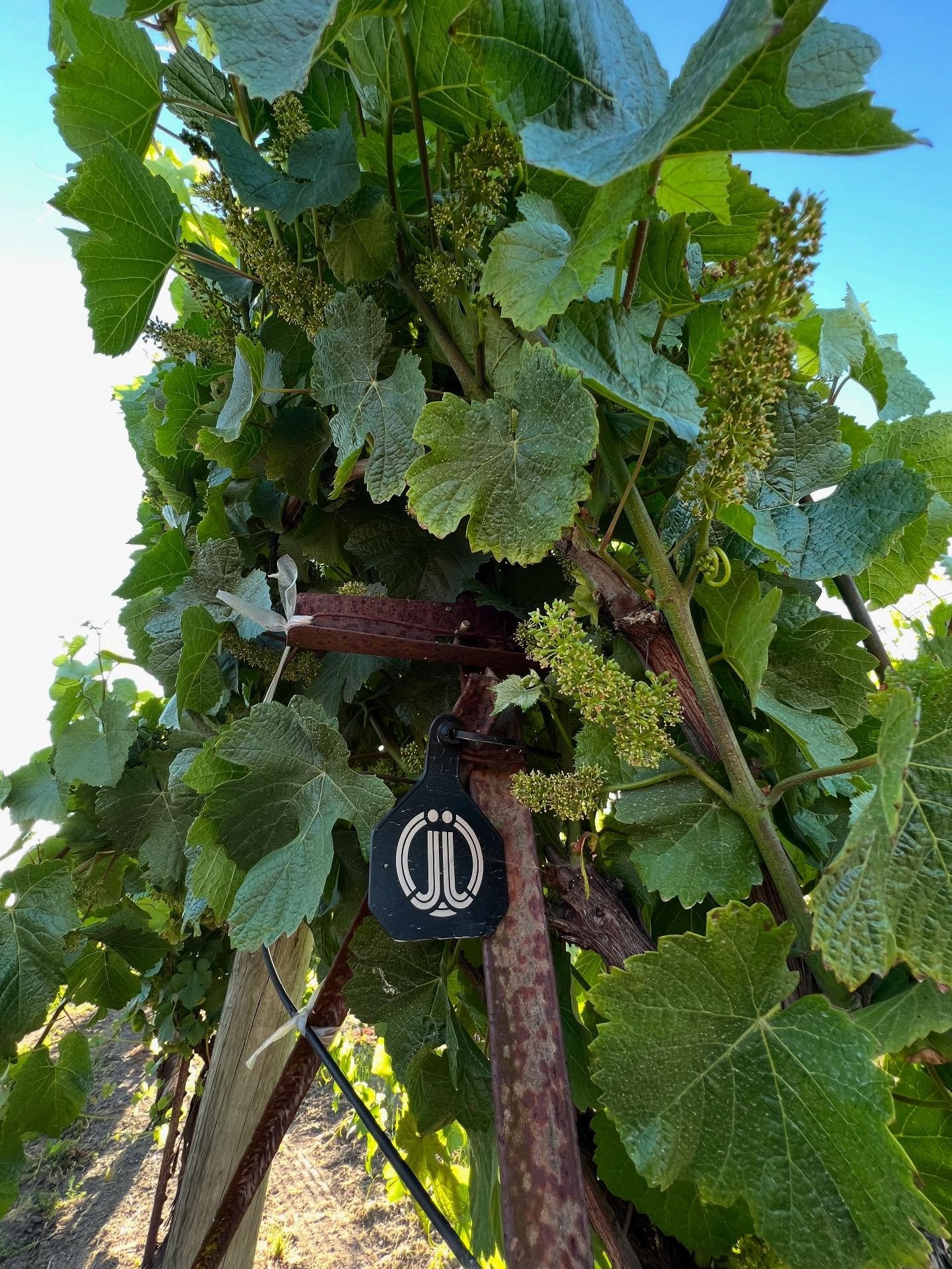 Ready. Set. Grow.  It&rsquo;s been a minute since we checked in from the vineyards. Excited that things are off to a great start. We never know what the vintage will hold but always excited to find out. Back at Barnwell Vineyard checking on the Pinot