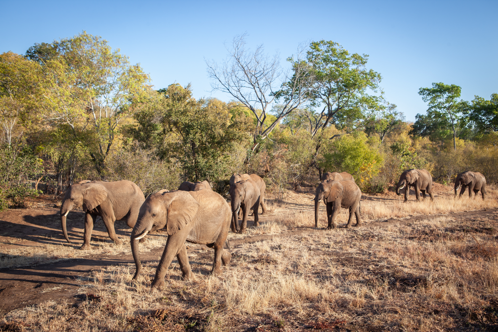 Our Story — elephantCREW