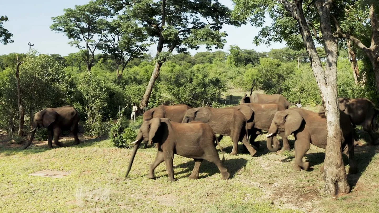 elephantCREW