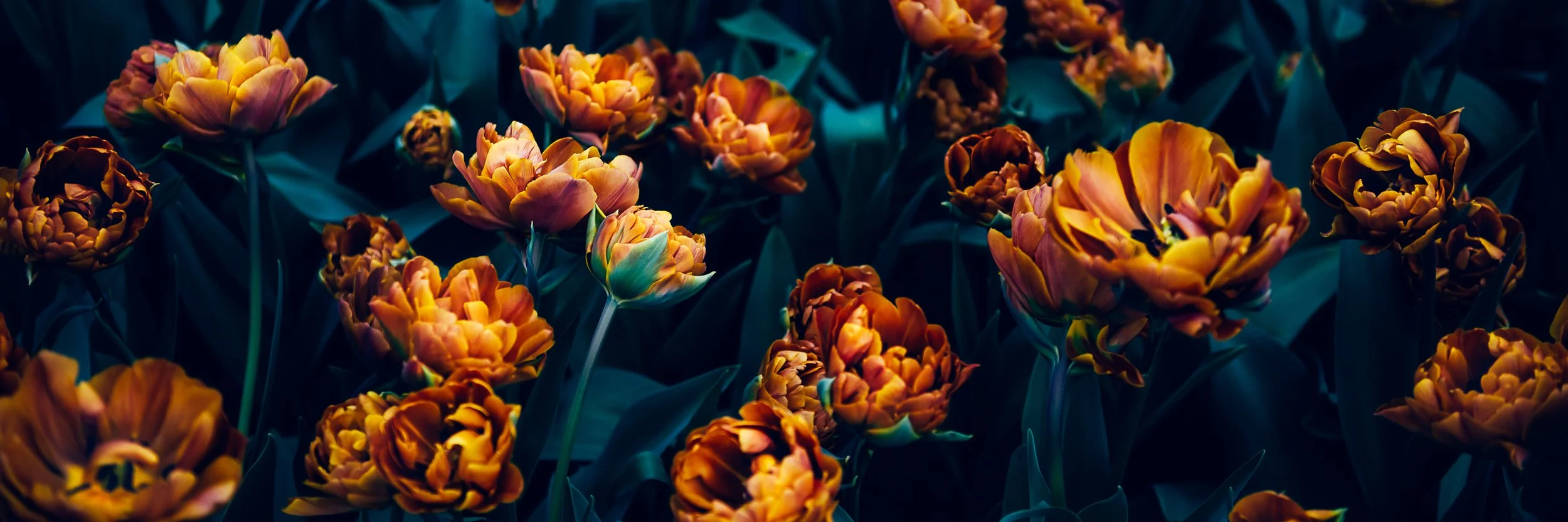 We Want to See - with Neymi Suarez