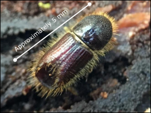 Spruce bark beetle (Ips typographus): How can we help?