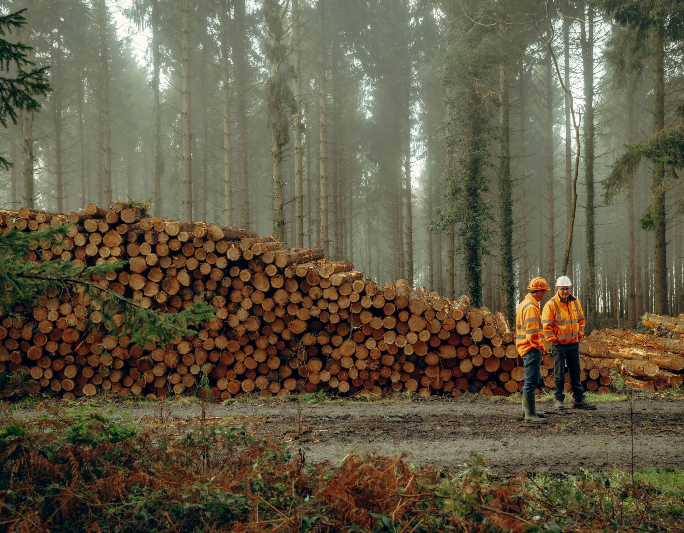 Producing Timber Timber Production & Sales — English Woodlands Forestry