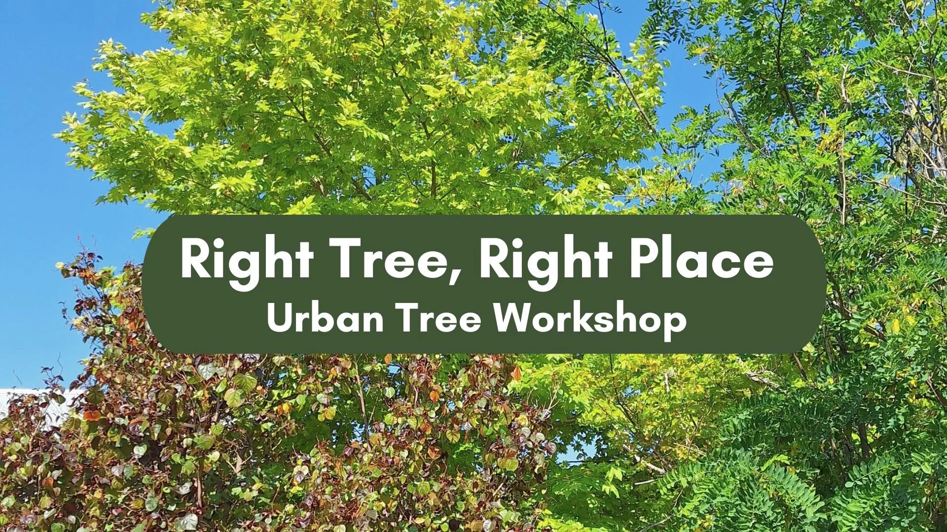 Right Tree, Right Place. Urban tree workshop