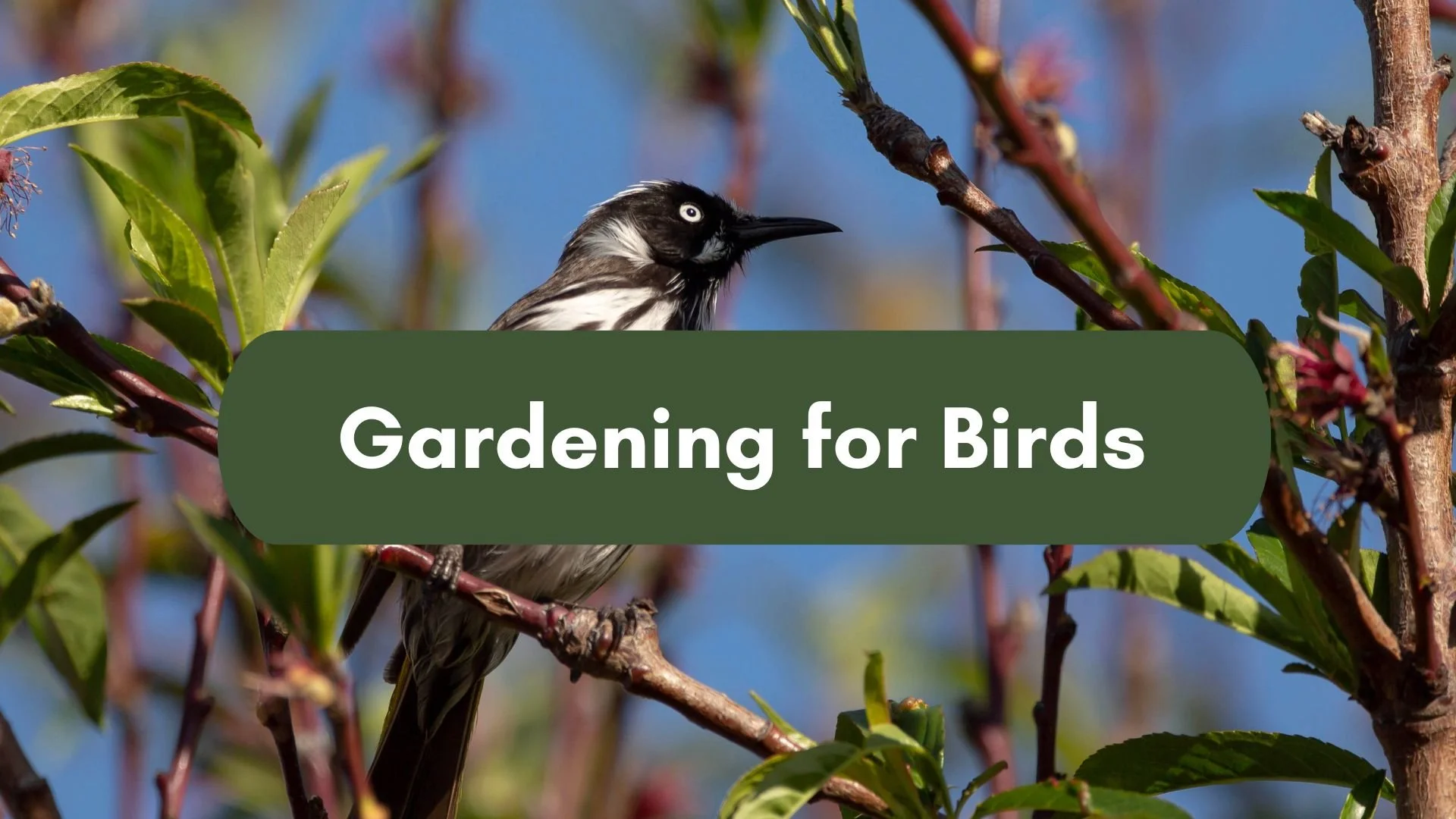 Gardening for Birds