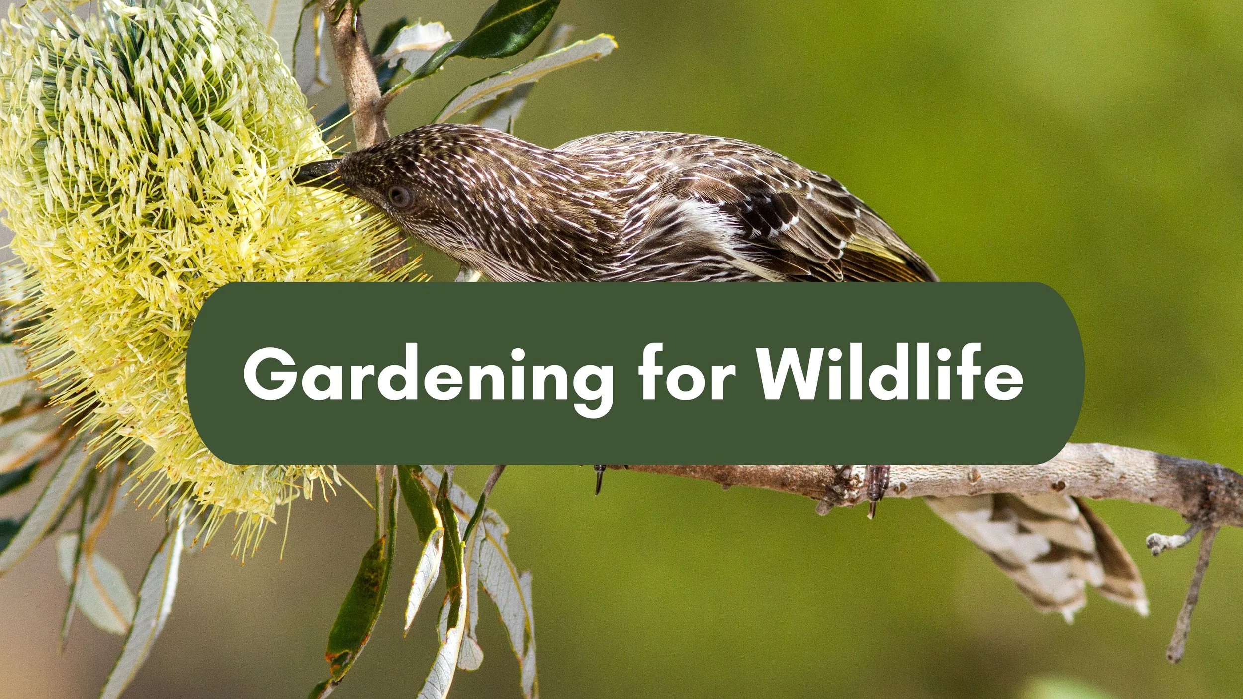 Gardening for Wildlife