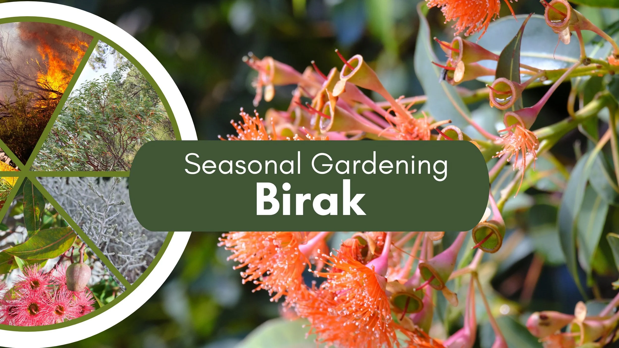 Six Seasons Gardening - Birak