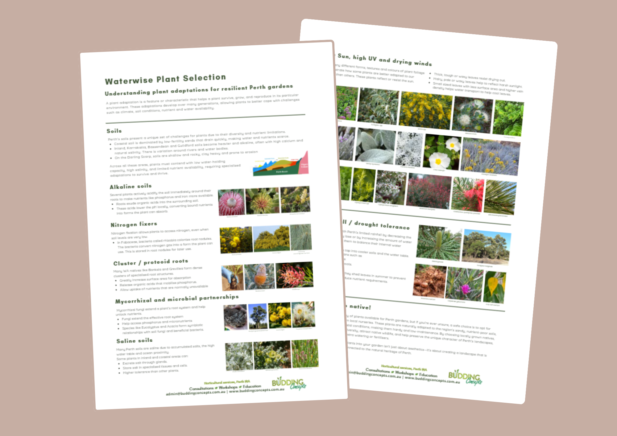 Waterwise gardening plant selection factsheet thumbnail.png