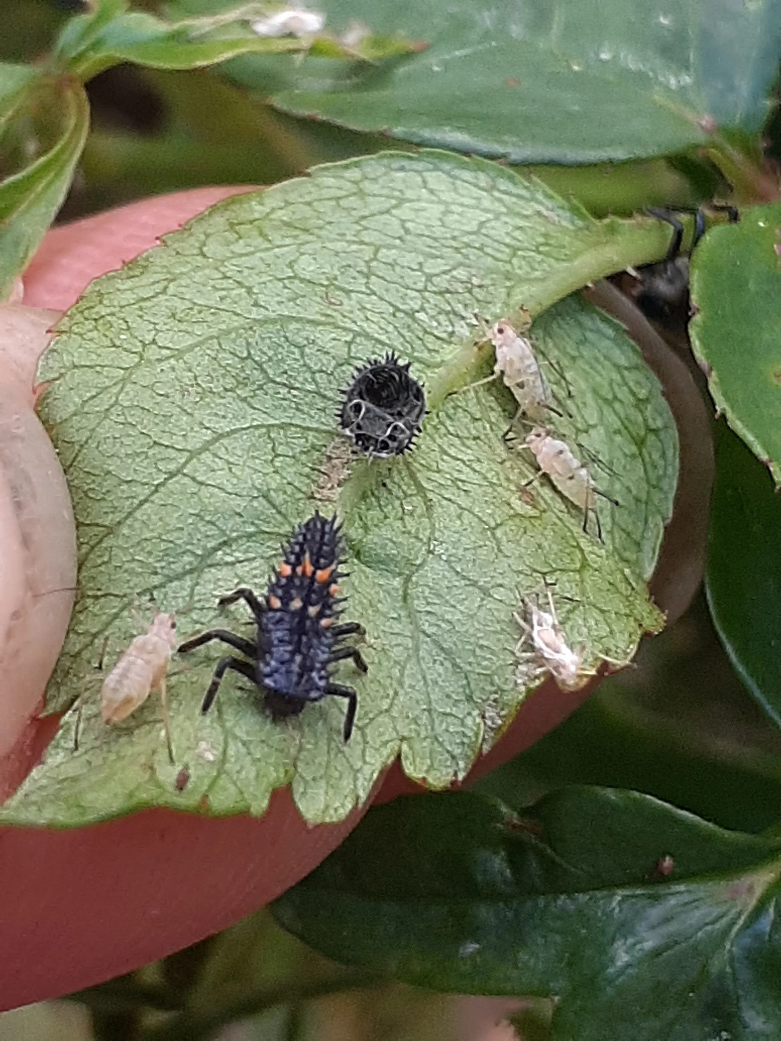 What pest is this? What's eating my plant? Plant problem. Pest identification. What pest is this? Garden insect. 