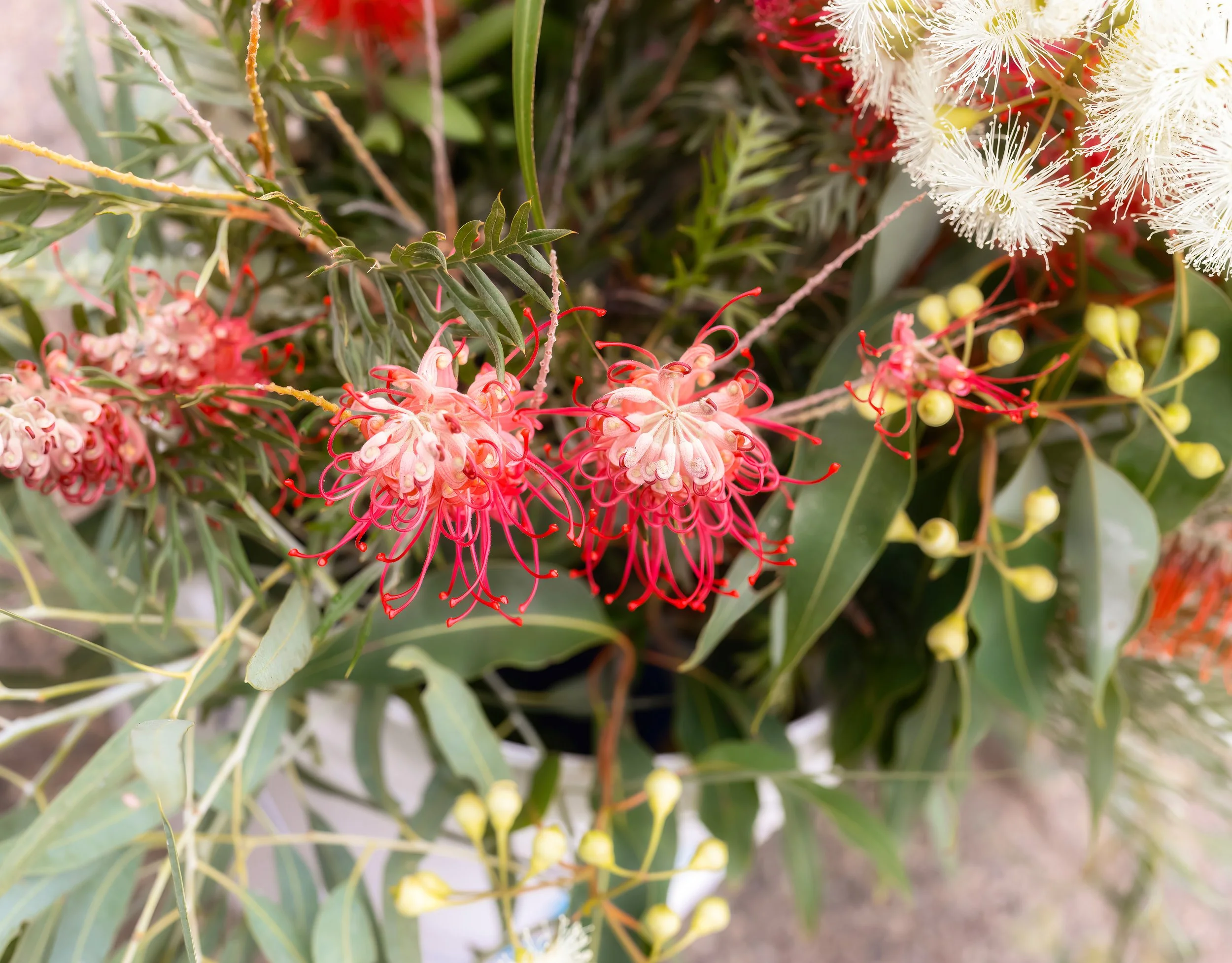 Sustainable garden ideas Perth. Planning a garden. Garden for chickens. Garden for bees. Native garden. Drought tolerant garden. Low water garden. Water-wise garden. 