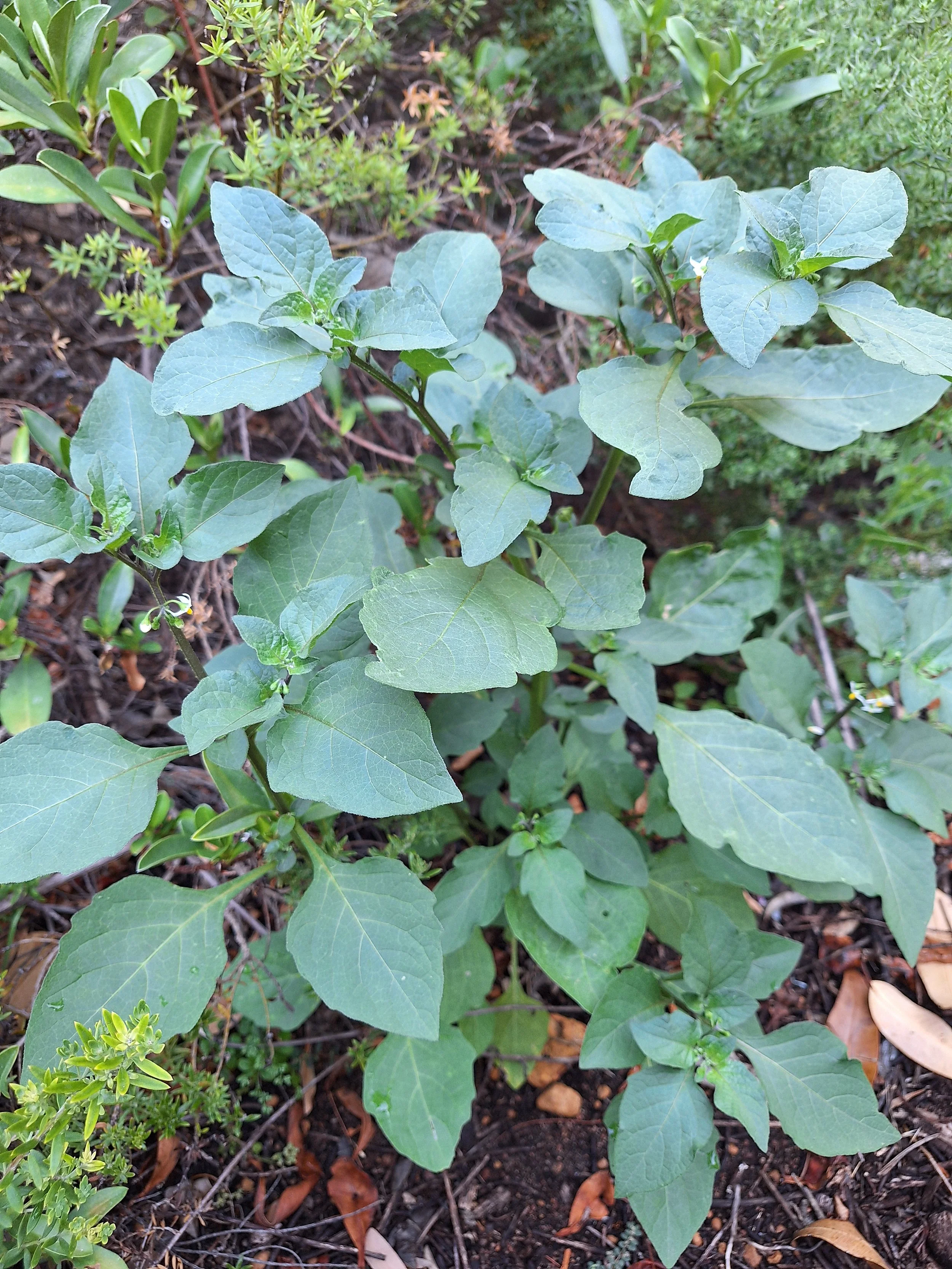 Weed control. Winter weeds. Manage Weeds. Herbicide.