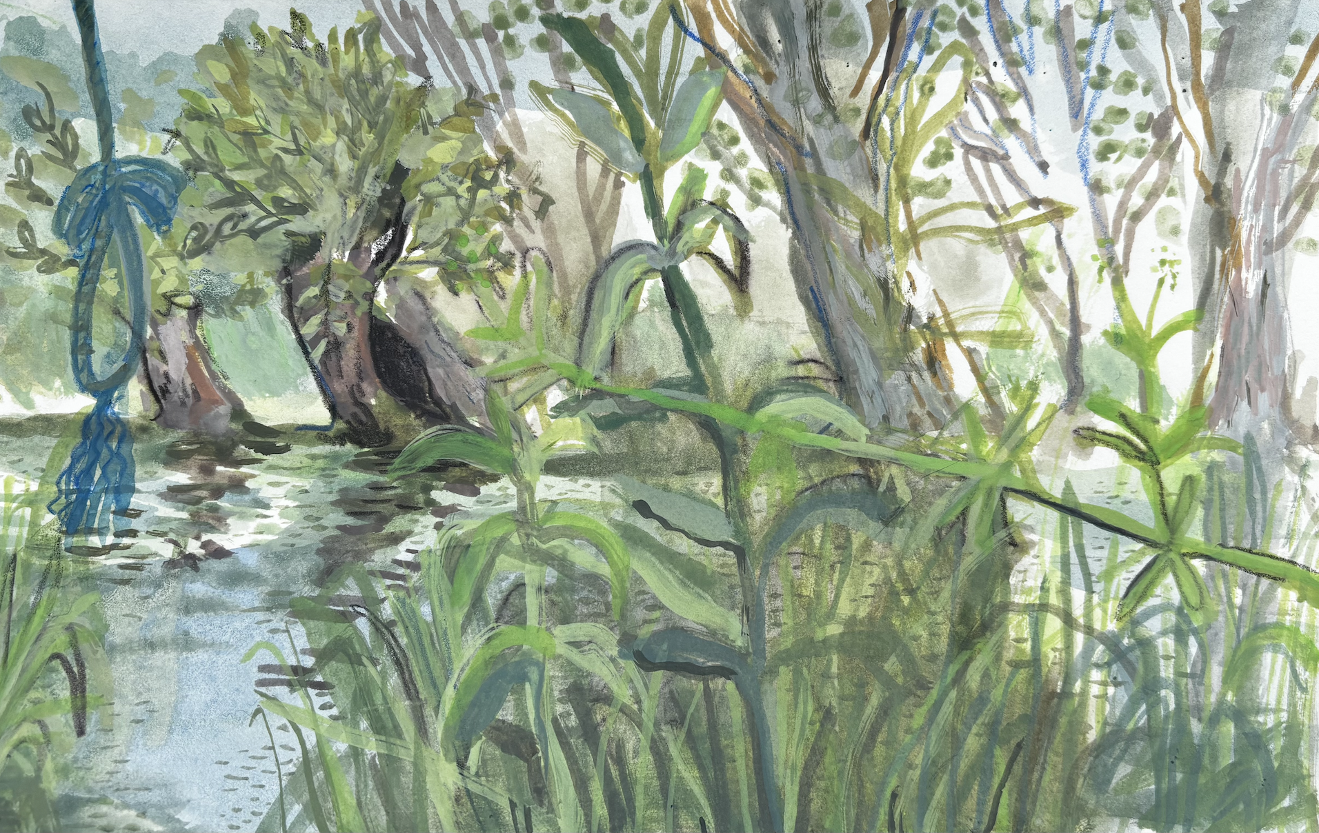 The River Cam, June 2026