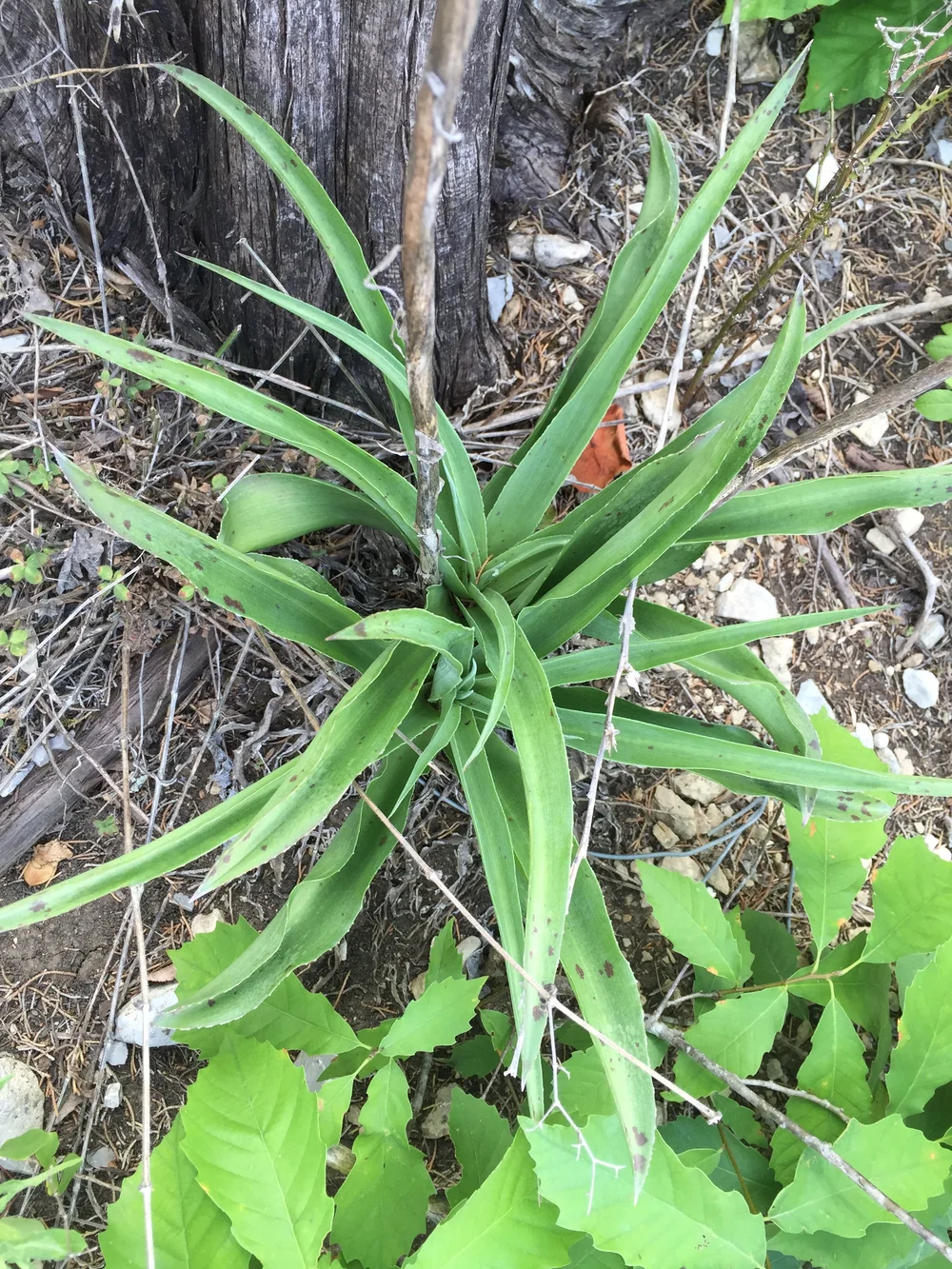 Agave virginica - (False Aloe)  Tennessee Naturescapes