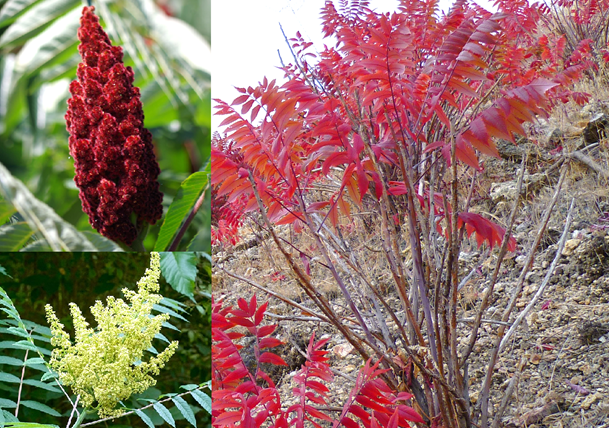Rhus glabra.png