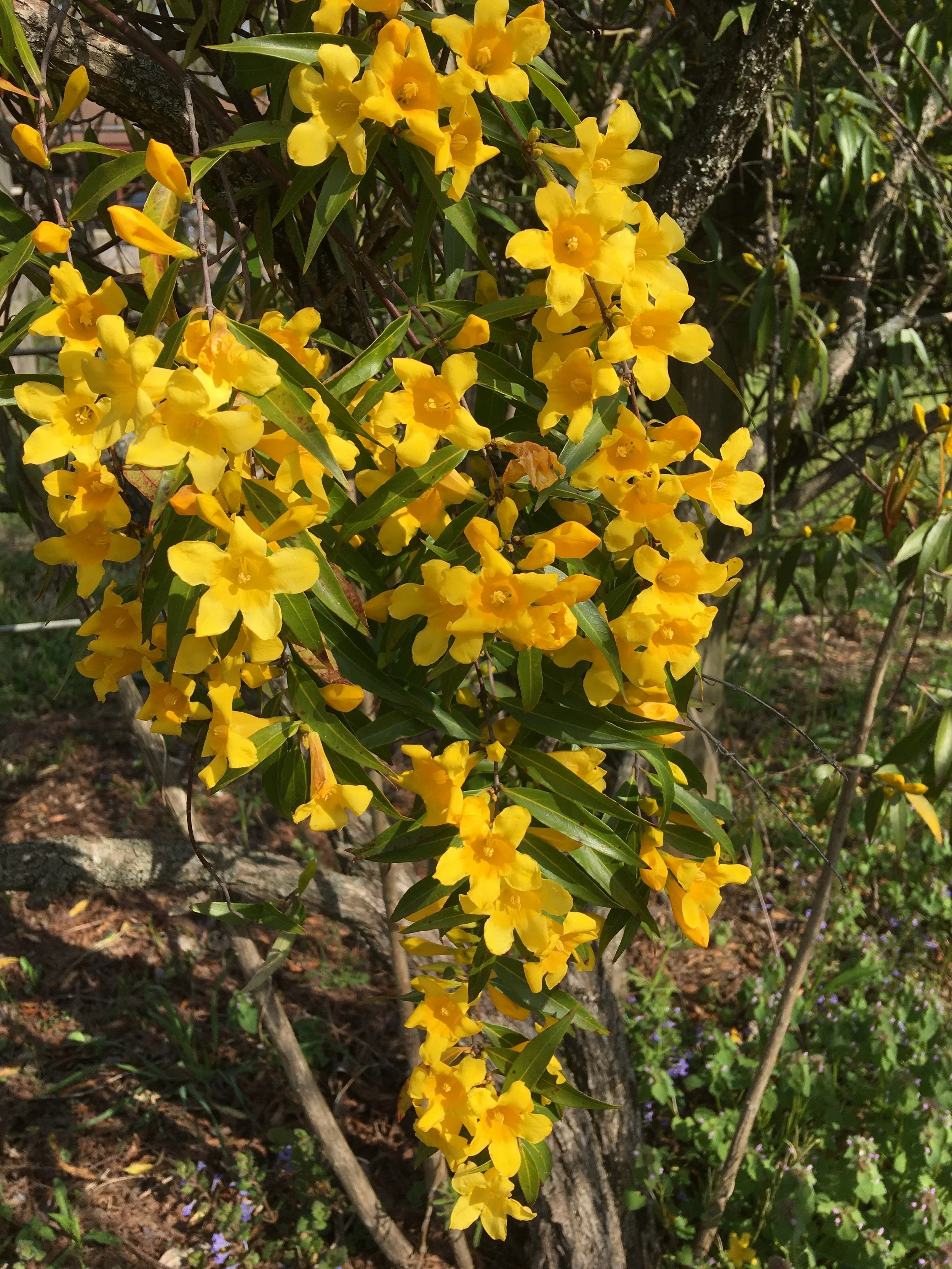 Gelsemium sempervirens - (Carolina Jessamine) — Tennessee Naturescapes