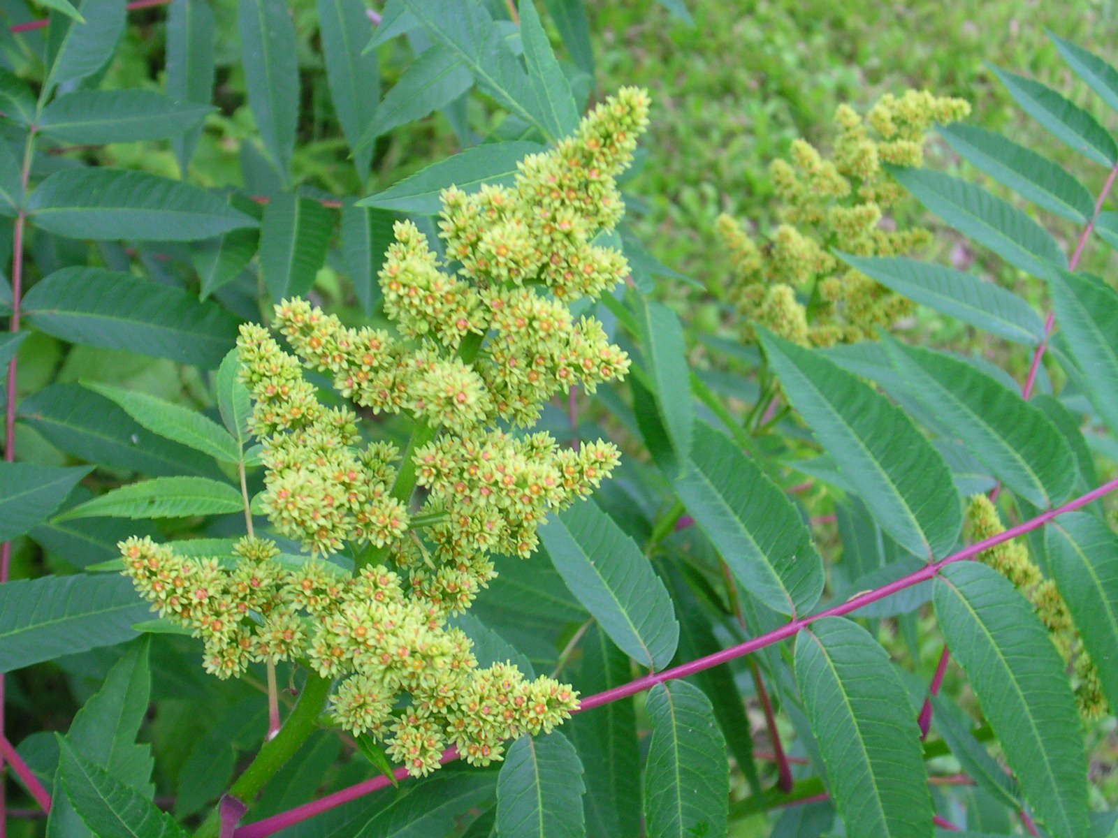 Rhus_glabra_2_(5097502673).jpg