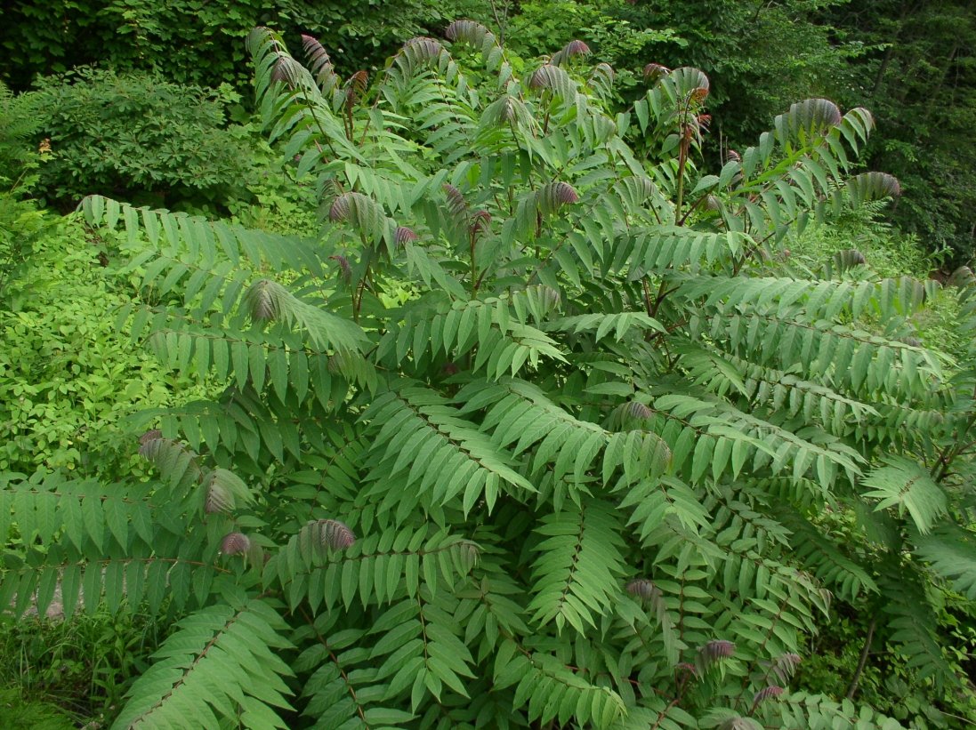 Rhus glabra (Smooth Sumac)