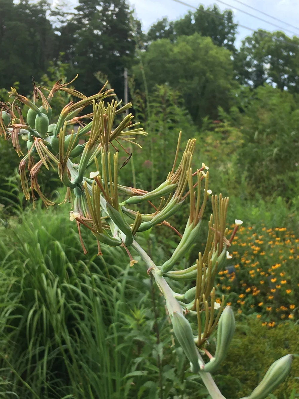 Agave virginica - (False Aloe) — Tennessee Naturescapes