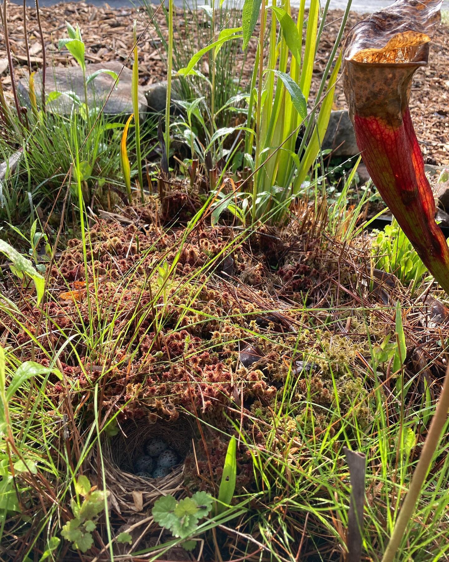 Nesting peace in our bog garden! 🐦 Please don&rsquo;t scare away the hard working momma bird. This is the first time seeing a bird nest among our pitcher plants! So fun! 

#boggarden #nativeplantnursery