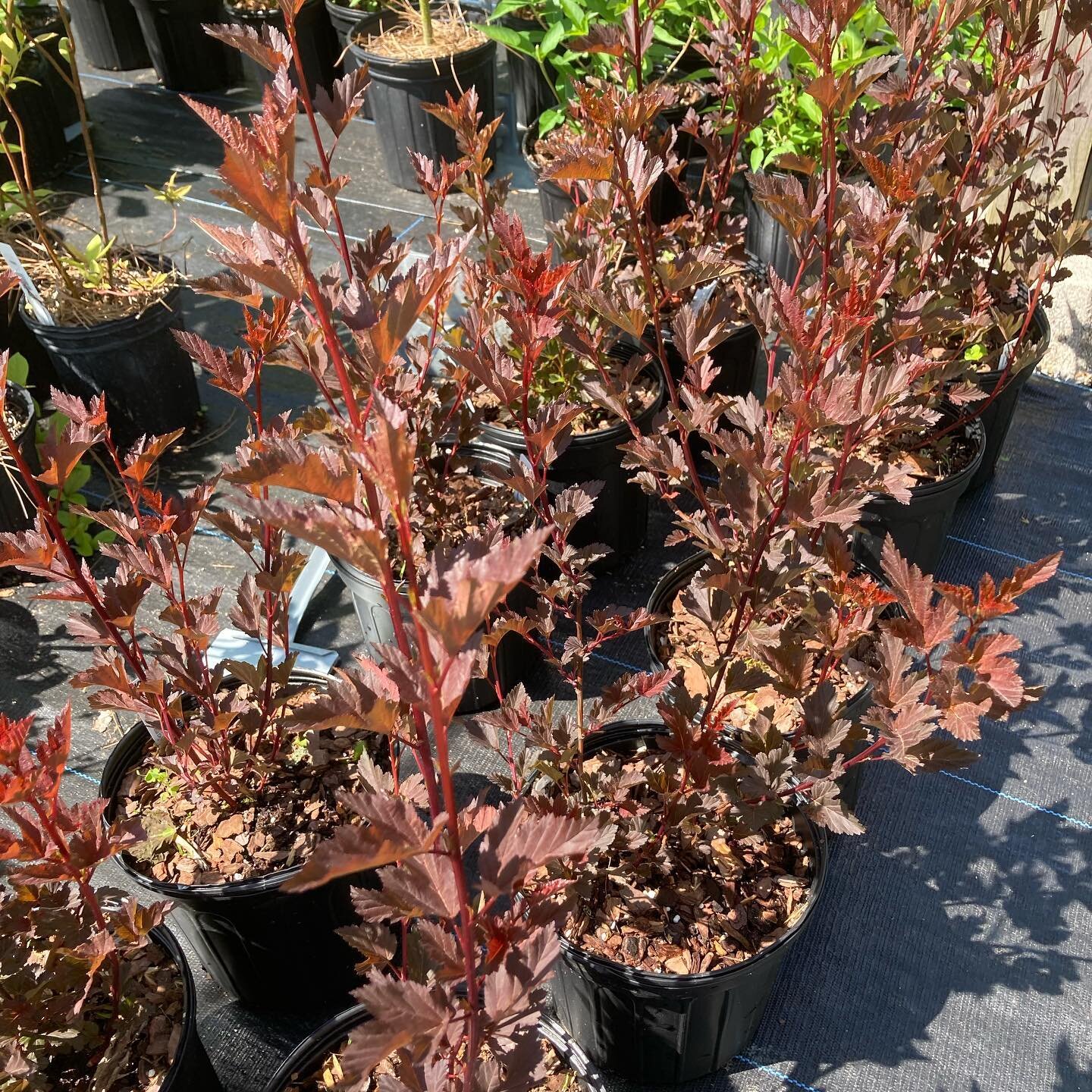 Diabolo purple leaved Ninebark is back in stock! Limited 10 gallons available at the moment! :-) And yes there was a caterpillar munching one of them! 

#diaboloninebark #plantnative