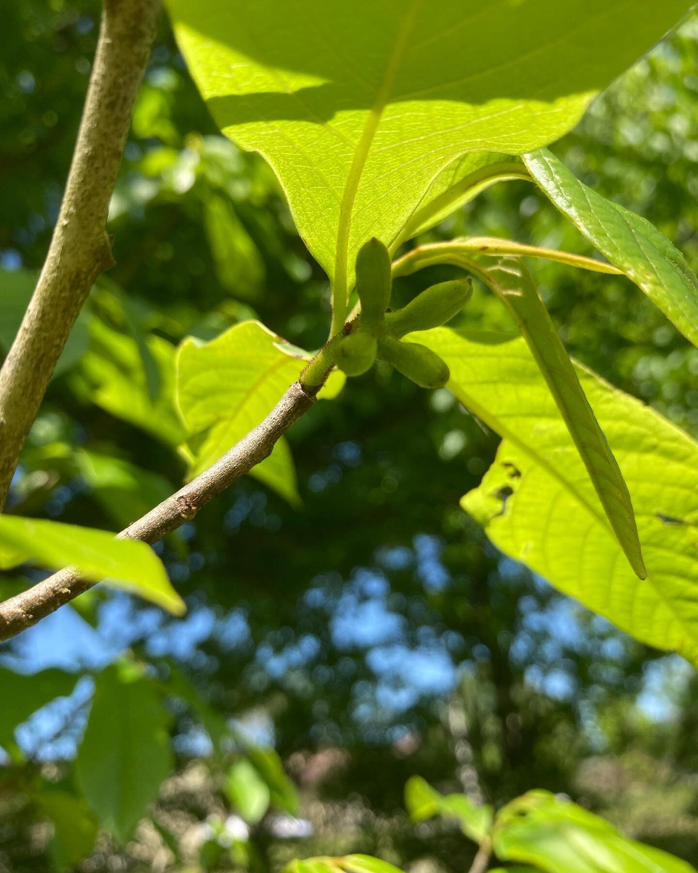 Pawpaw pollination success! 🎉 
#asiminatriloba